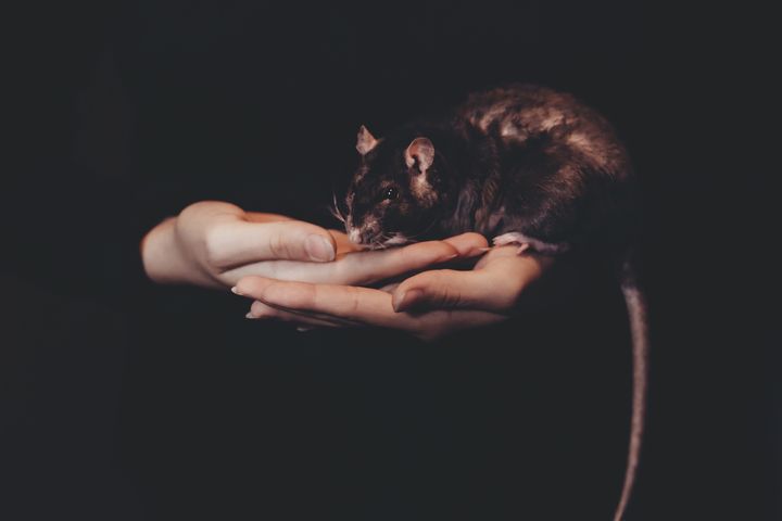 Patkány a kezén