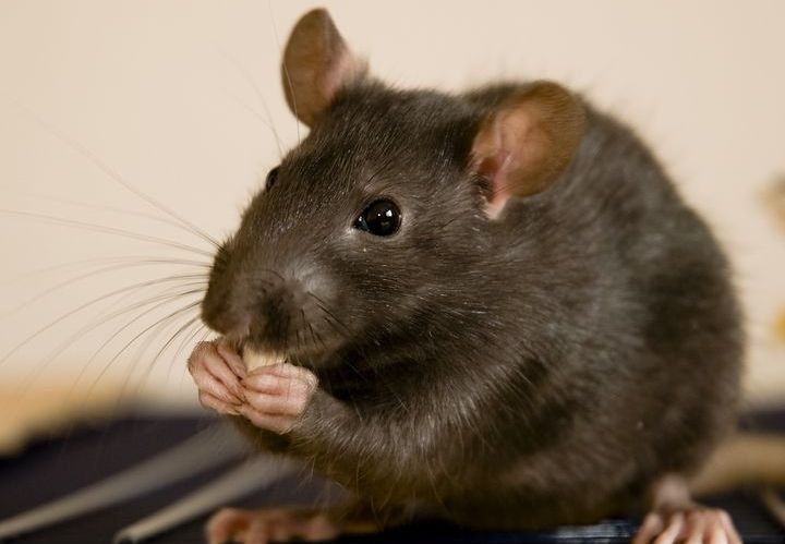 Harmaa rotta syö juustoa