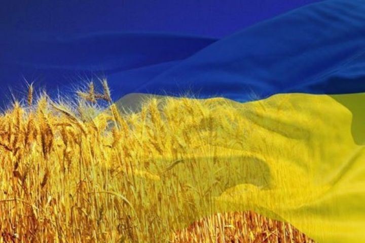 Hvede felt i Ukraine