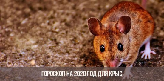 Horoskop untuk 2020 untuk Tikus
