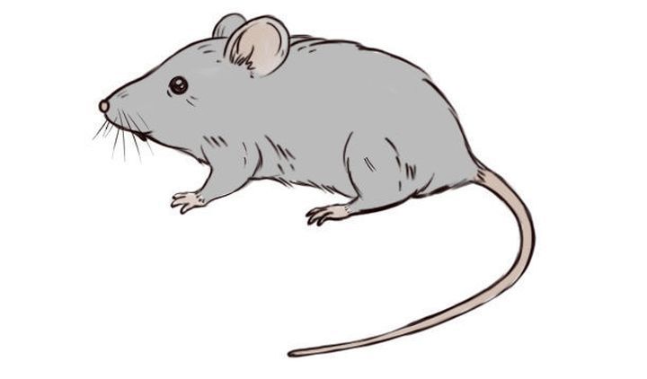 Hvordan man tegner en rotte