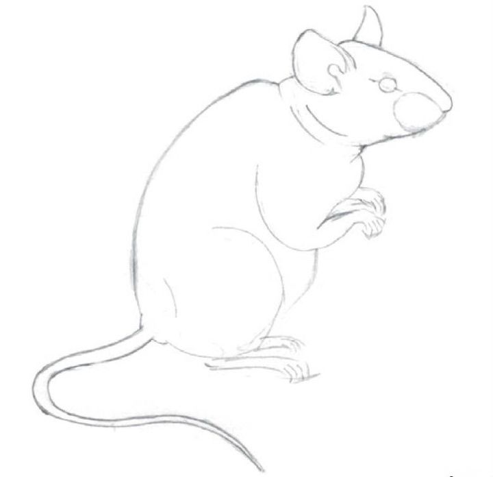 Cómo dibujar una rata con un lápiz