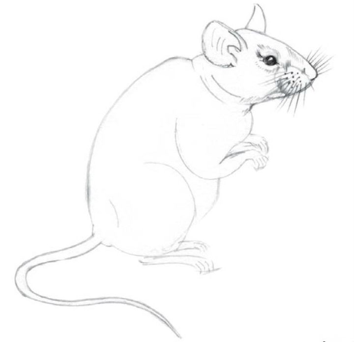 Hvordan man tegner en rotte med en blyant