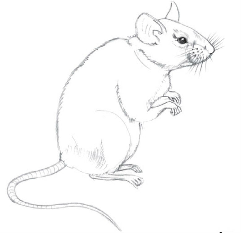 Hvordan man tegner en rotte med en blyant