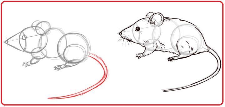 كيفية رسم الفئران
