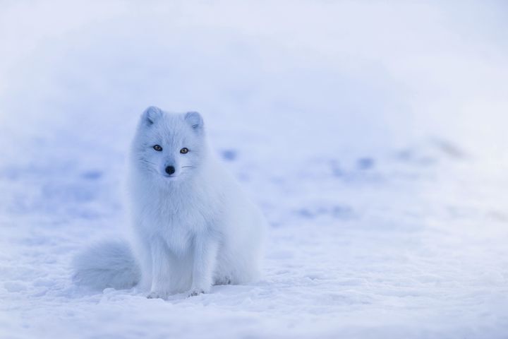สุนัขจิ้งจอกอาร์กติกในฤดูหนาว