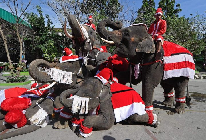 Éléphants en habits de Noël