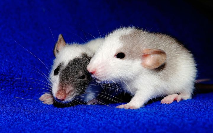 Ratos bebés