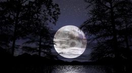 pleine lune parmi les arbres