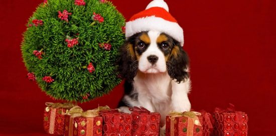 Hund in einer roten Kappe unter Geschenken