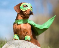 chien en costume de super-héros