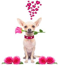 chien avec une rose et des coeurs