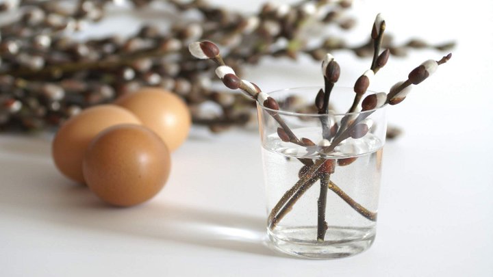 tangkai daun willow dalam kaca dan telur
