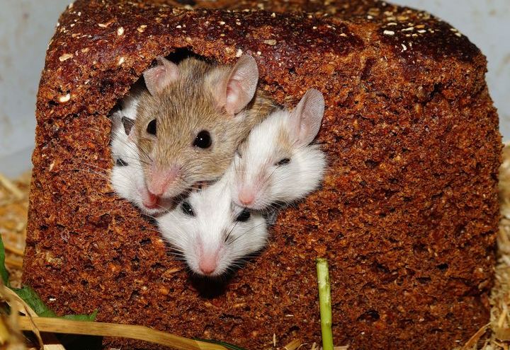 Ratas bebé en pan