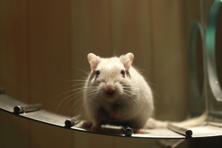 فأر