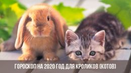 Horoscope 2020 pour les lapins (chats)
