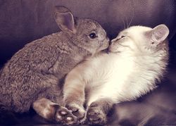 Horoscope d'amour pour 2020 pour les lapins (chats)