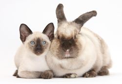 Horoscope financier 2020 pour les lapins (chats)