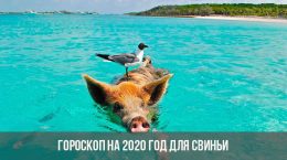 Horoscope 2020 pour le cochon