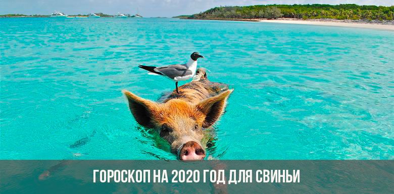 Horoscope 2020 pour le cochon