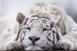 Horoscope 2020 sur la santé des tigres