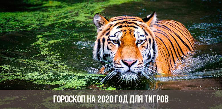 Horoscope 2020 pour les tigres