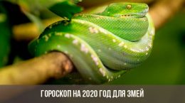 Horoscope 2020 pour les serpents