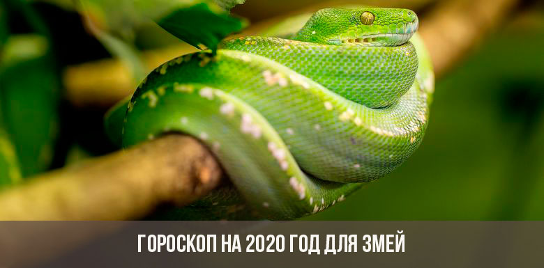 Horoscope 2020 pour les serpents