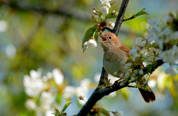 Nightingale śpiewa