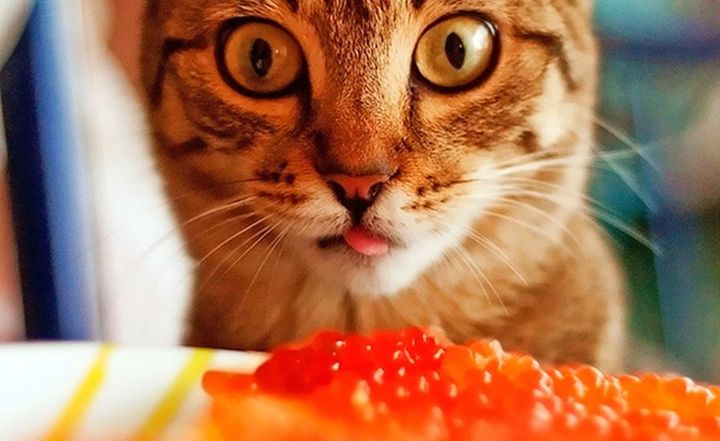 Cat looks at red caviar
