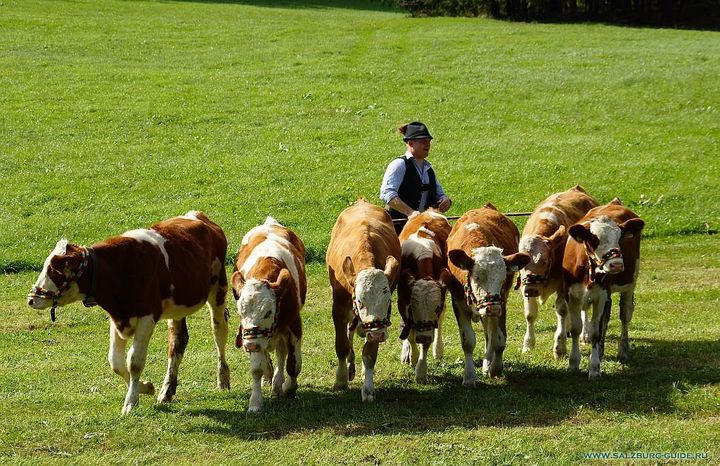 Karvės ganykloje