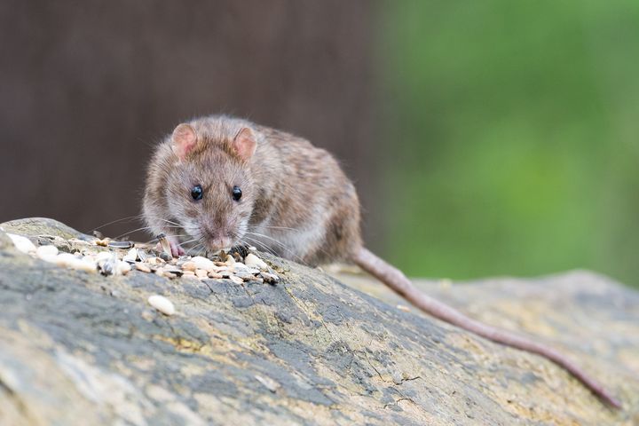 Rat eats sunflower seeds