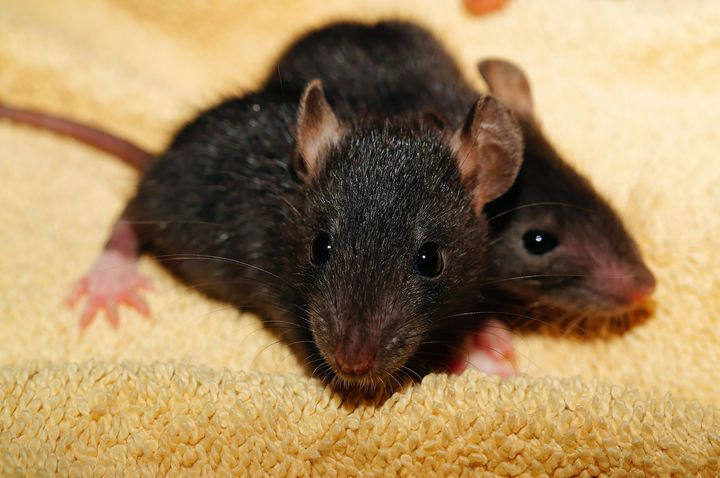 Dos ratas bebé
