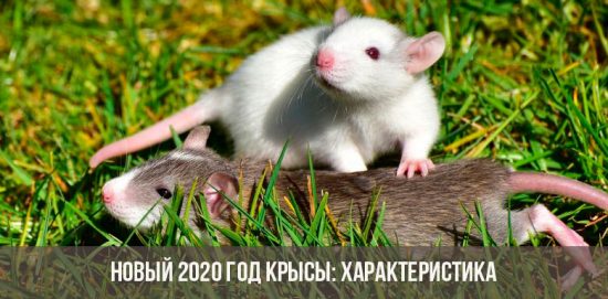 Année du rat 2020