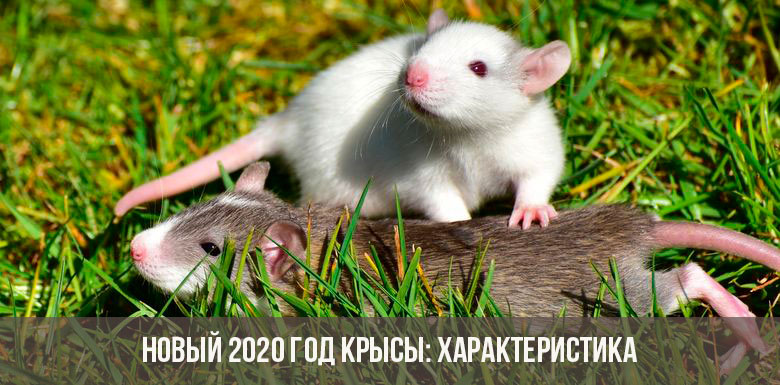Jaar van de Rat 2020
