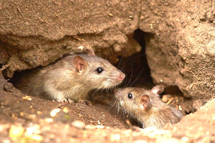 Ratten im Loch