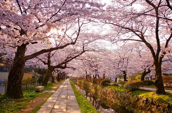 bosque de sakura