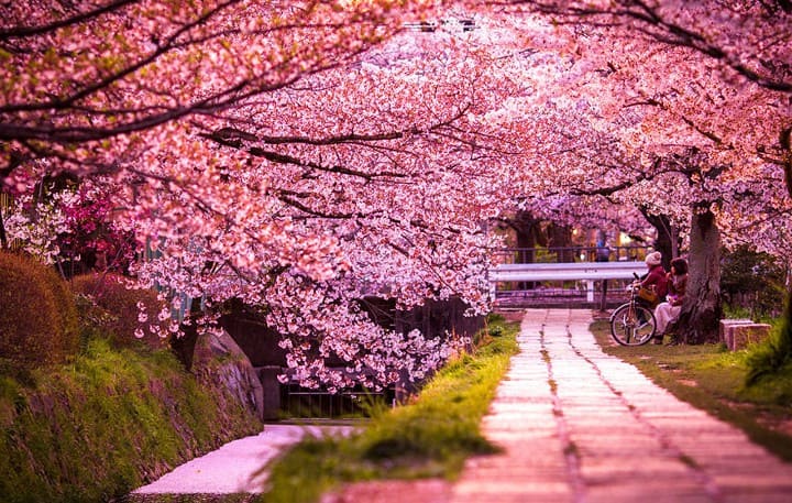 sakura walkway