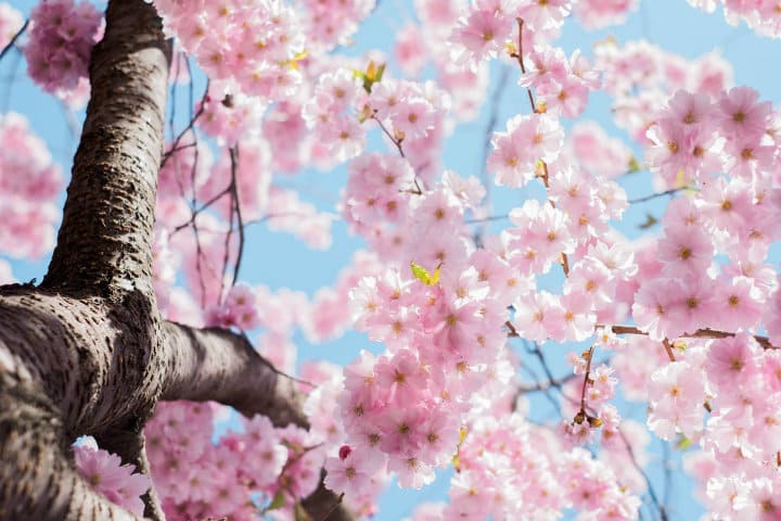 ramo di sakura