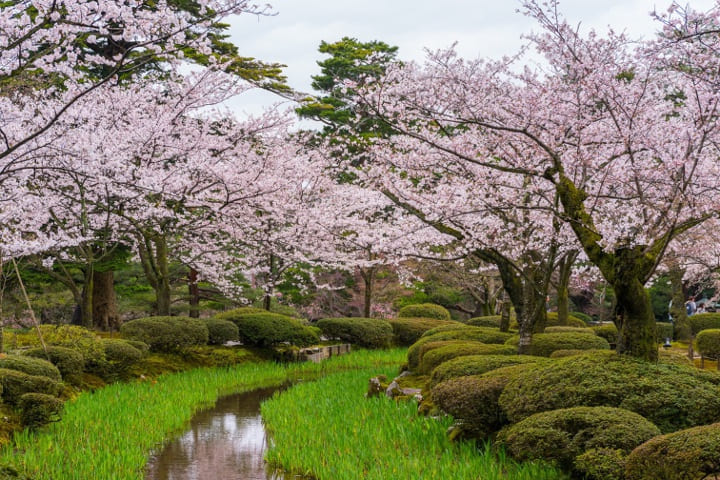 Sakura in giardino
