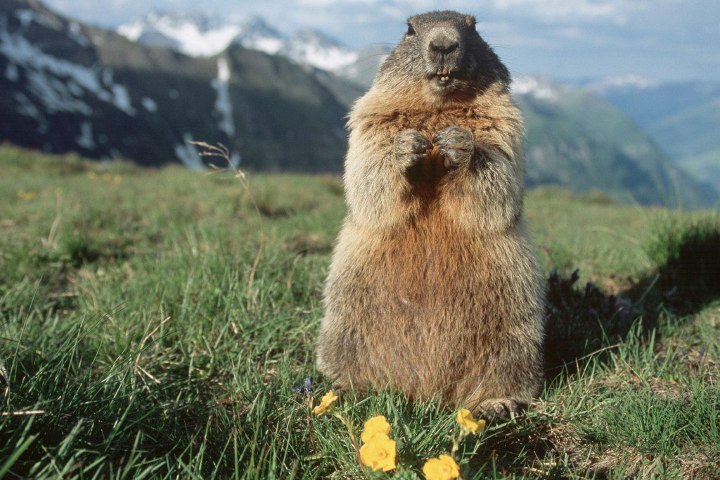 groundhog in the meadow