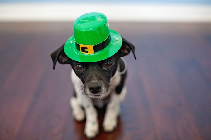 Filhote de cachorro em um chapéu verde