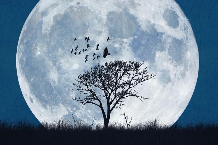 pokok di latar belakang bulan purnama