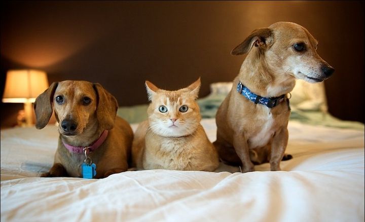 Chat et deux chiens sur le lit