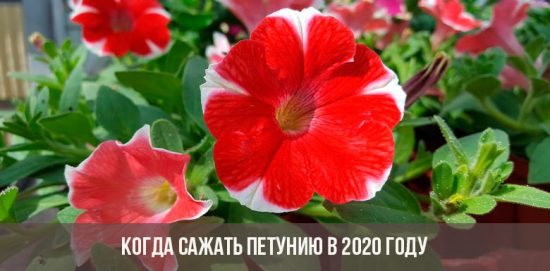 Quando piantare la petunia nel 2020