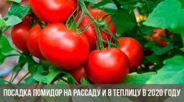Tomaatin istutus taimeihin ja kasvihuoneeseen
