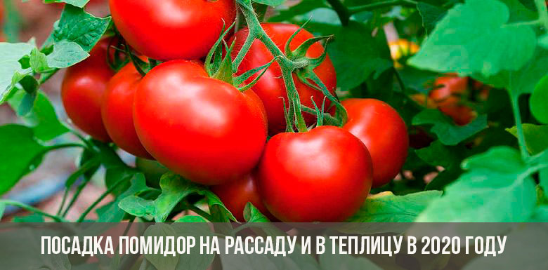 Tomaatin istutus taimeihin ja kasvihuoneeseen