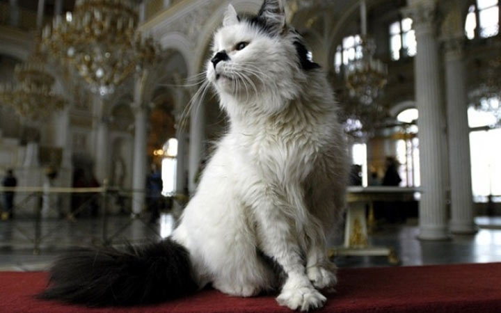 Il gatto più popolare dell'Hermitage