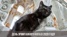 Ziua pisicii Hermitage în 2020