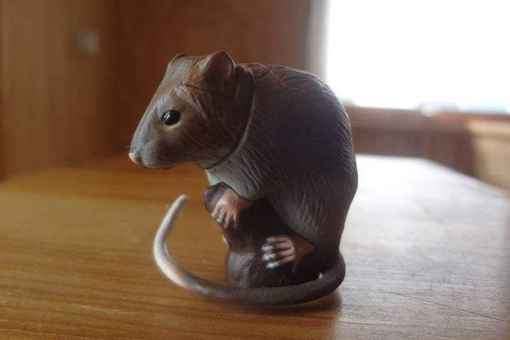 Ποντίκι σοκολάτας